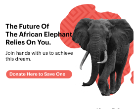 The future of the African elephant relies on you