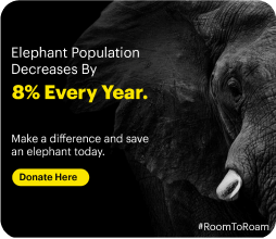 Elephant population decreases by 8% every year