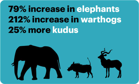 79% increase in elephants, 212% increase in warthogs, 25% more kudus